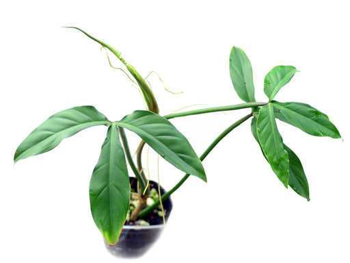 philodendron barrosoanum narrow Philodendron barrosoanum - Lance-Shaped Aroid