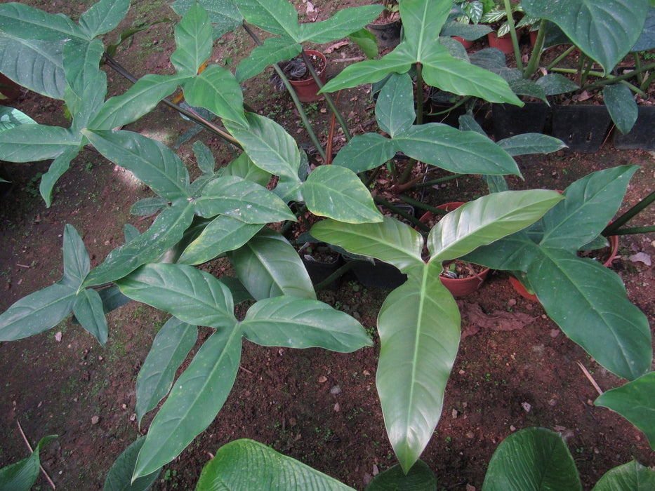 philodendron barrosoanum narrow Philodendron barrosoanum - Lance-Shaped Aroid