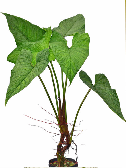 philodendron corrugatum care Philodendron corrugatum