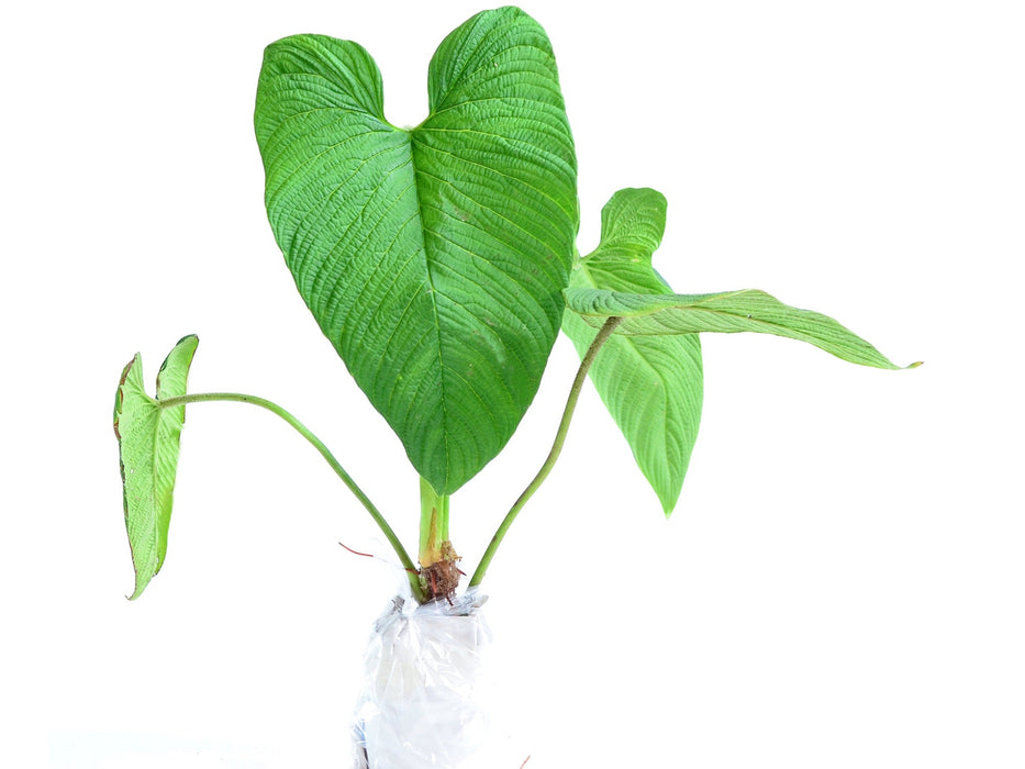 philodendron acutifolium ecuagenera Philodendron corrugatum — Ecuagenera USA Corp