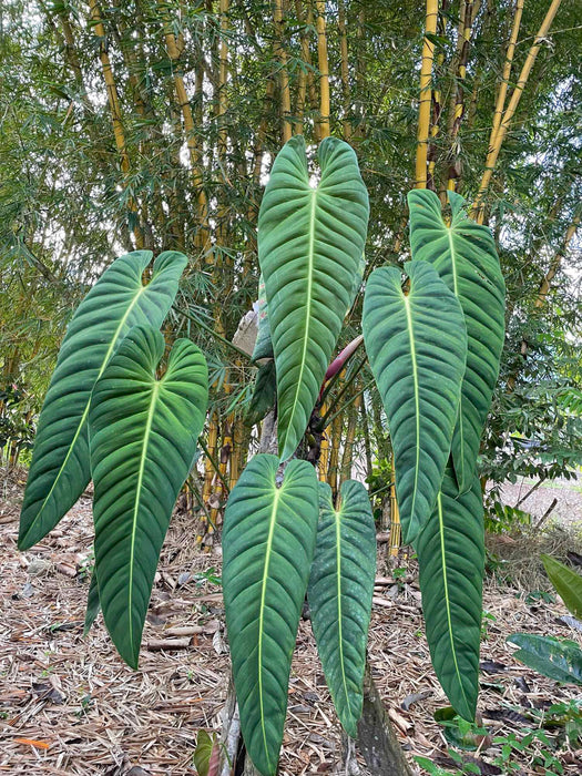 Philodendron esmeraldense narrow