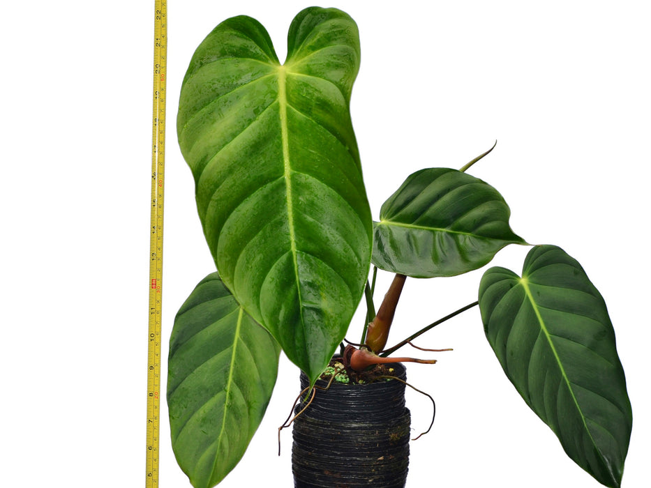 philodendron esmeraldense care Philodendron esmeraldense — Ecuagenera USA Corp