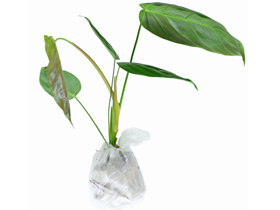 philodendron esmeraldense for sale Philodendron esmeraldense — Ecuagenera USA Corp