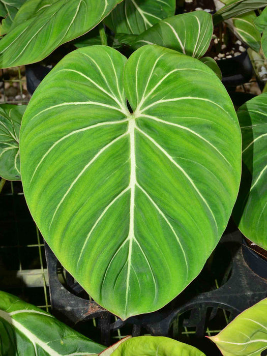 Philodendron gloriosum