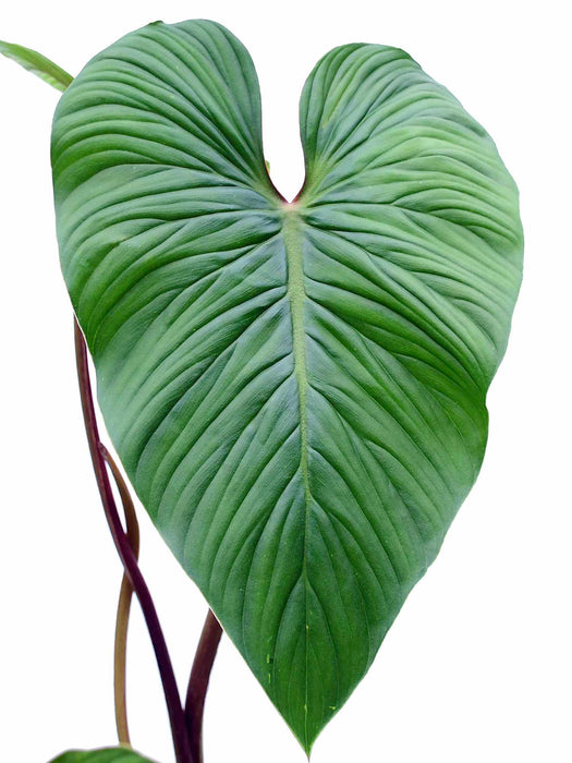 philodendron mamei green Philodendron mamei green - Classic Heart-Shaped Aroid