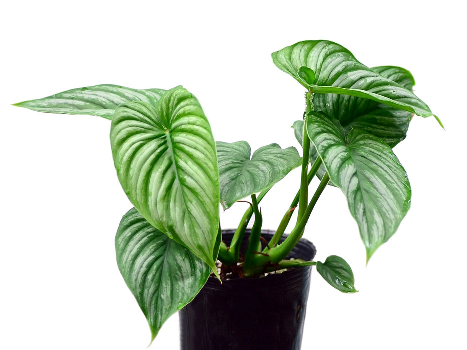 Philodendron mamei Silver .