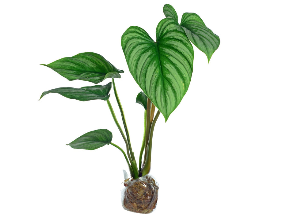 philodendron mamei aff Philodendron mamei Silver — Ecuagenera USA Corp