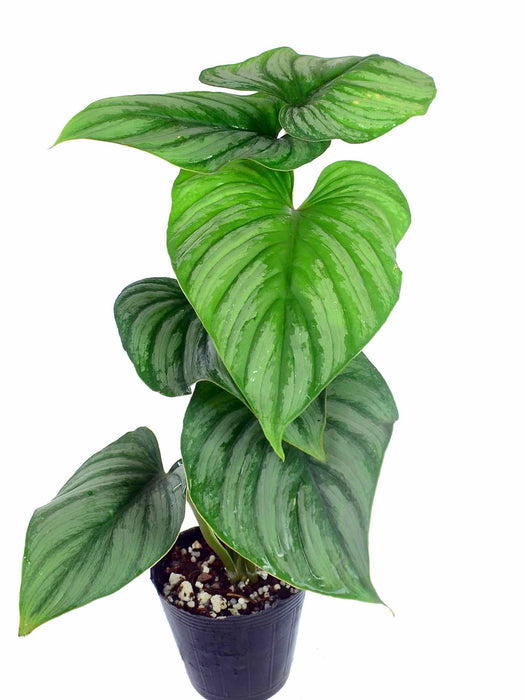 philodendron marmorata Philodendron mamei Silver — Ecuagenera USA Corp
