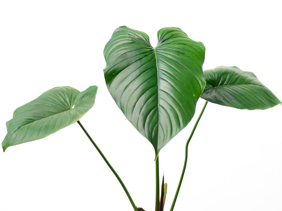 Philodendron rubrocinctum Platinum