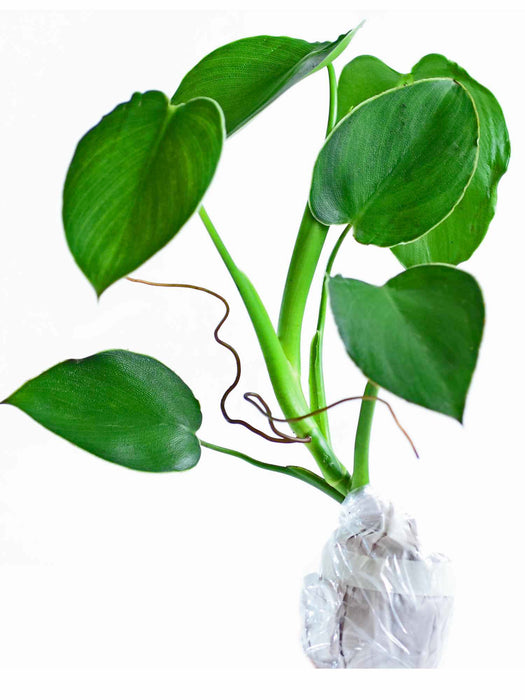 Philodendron rugosum