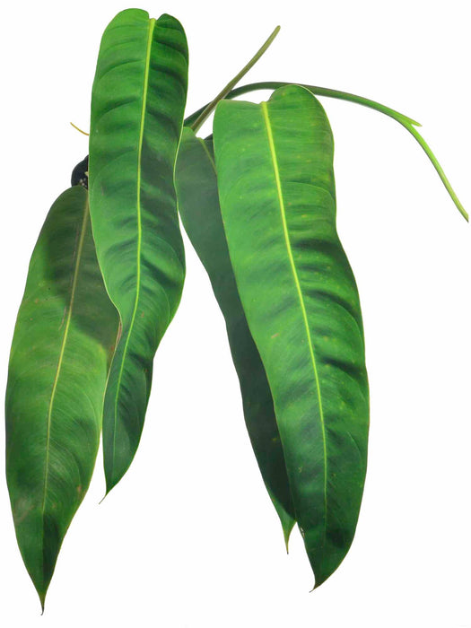 Philodendron patriciae (medium)