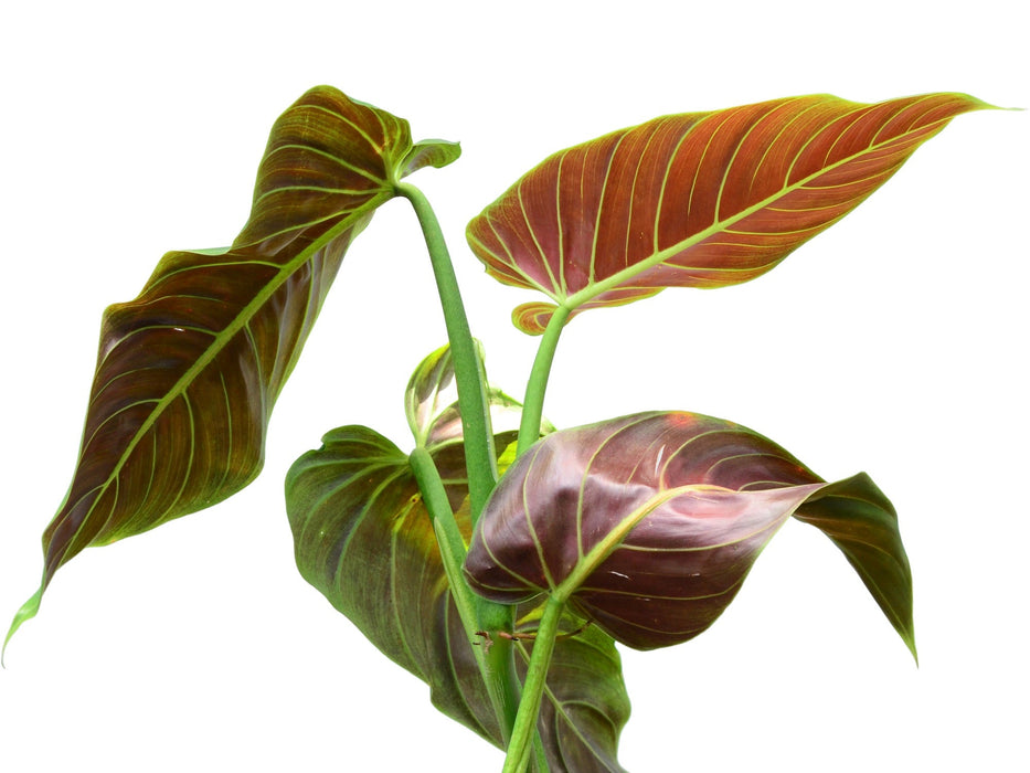 subhastatum philodendron price Philodendron subhastatum Ecuagenera (Big) — Ecuagenera USA Corp