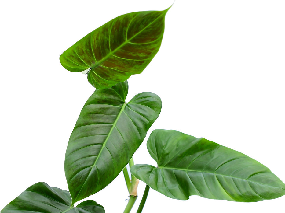 Philodendron subhastatum