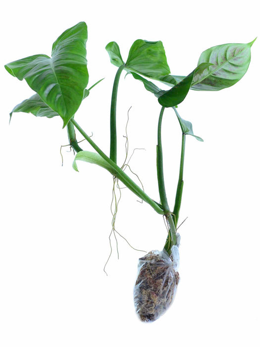 Philodendron subhastatum