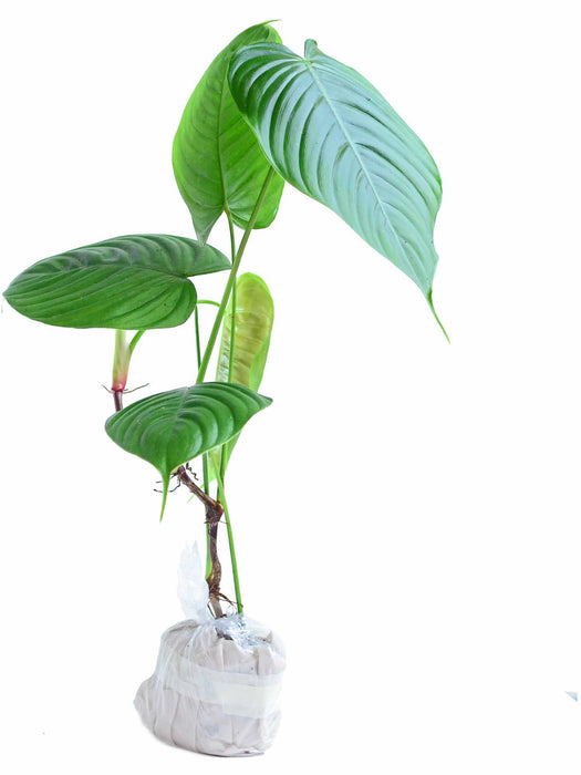 Philodendron tenue