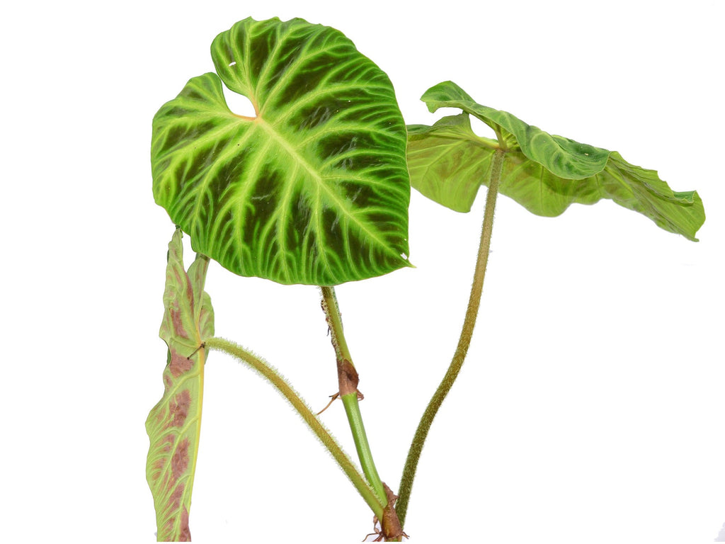 philodendron verru Philodendron verrucosum 2 — Ecuagenera USA Corp