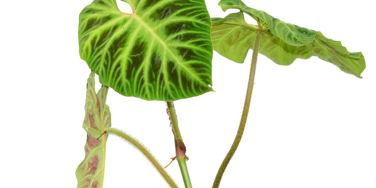 philodendron verrucosum mini red Philodendron verrucosum 2 — Ecuagenera USA Corp