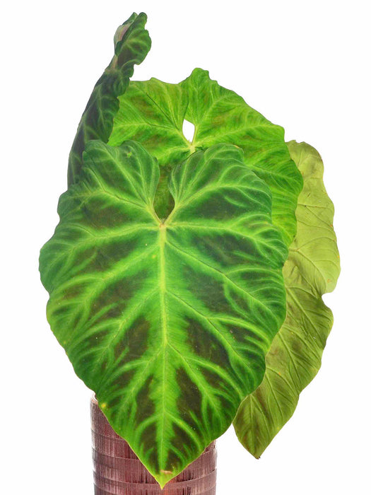 philodendron verru Philodendron verrucosum 2 — Ecuagenera USA Corp