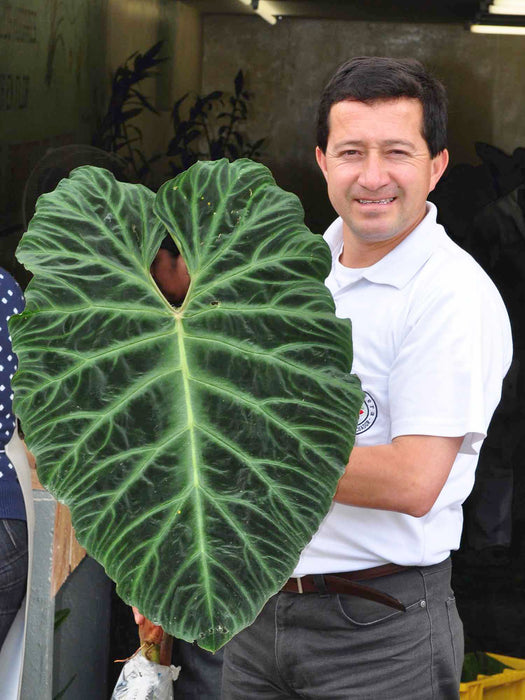 Philodendron verrucosum 2