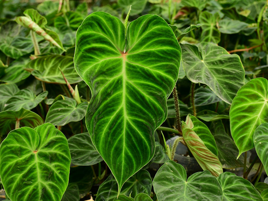 types of philodendron verrucosum Philodendron verrucosum 2