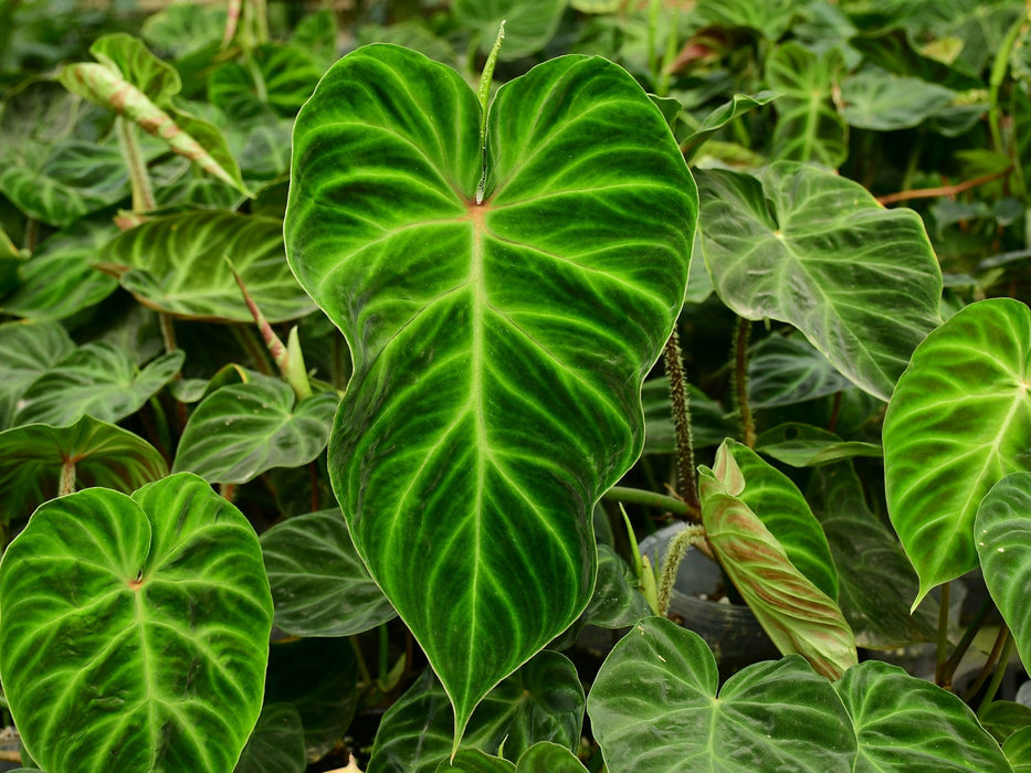 philodendron verru Philodendron verrucosum 2