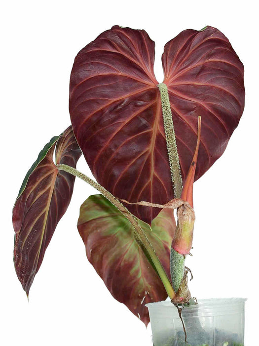 Philodendron verrucosum Amazon Sunset (seedling)