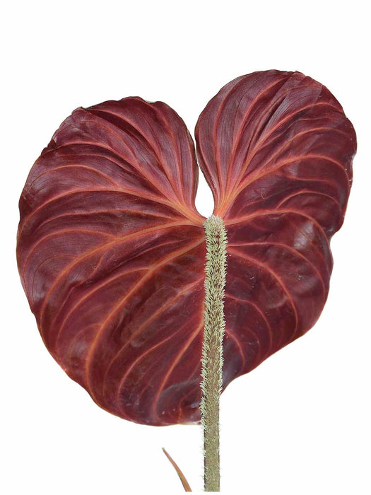 Philodendron verrucosum Amazon Sunset (seedling)