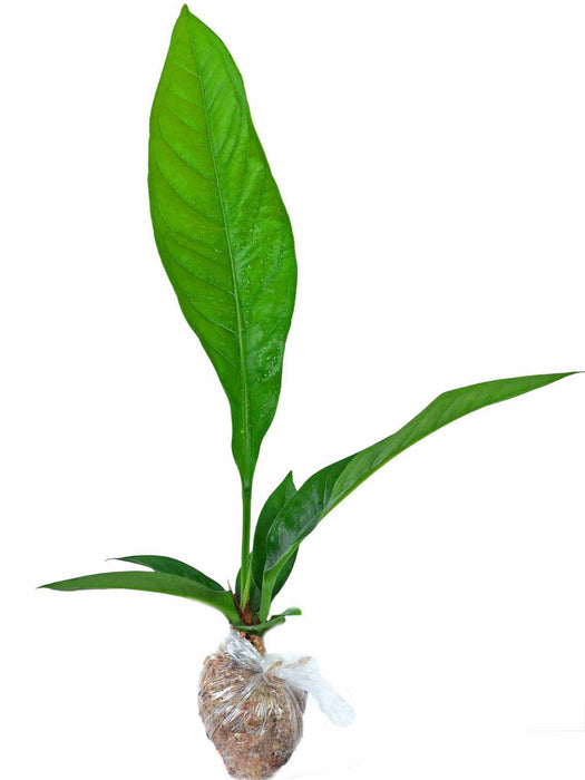 anthurium acuale Anthurium acaule 7