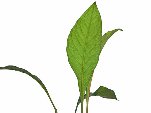 anthurium acaule Anthurium acaule