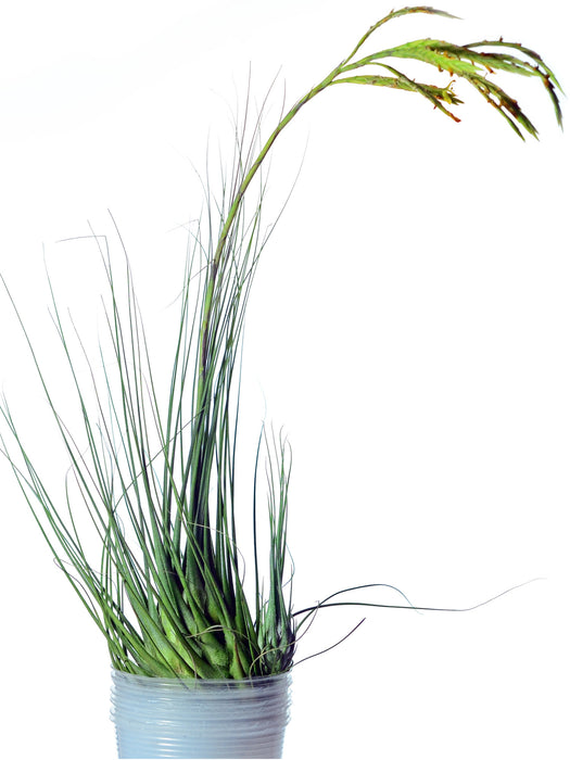 Tillandsia disticha