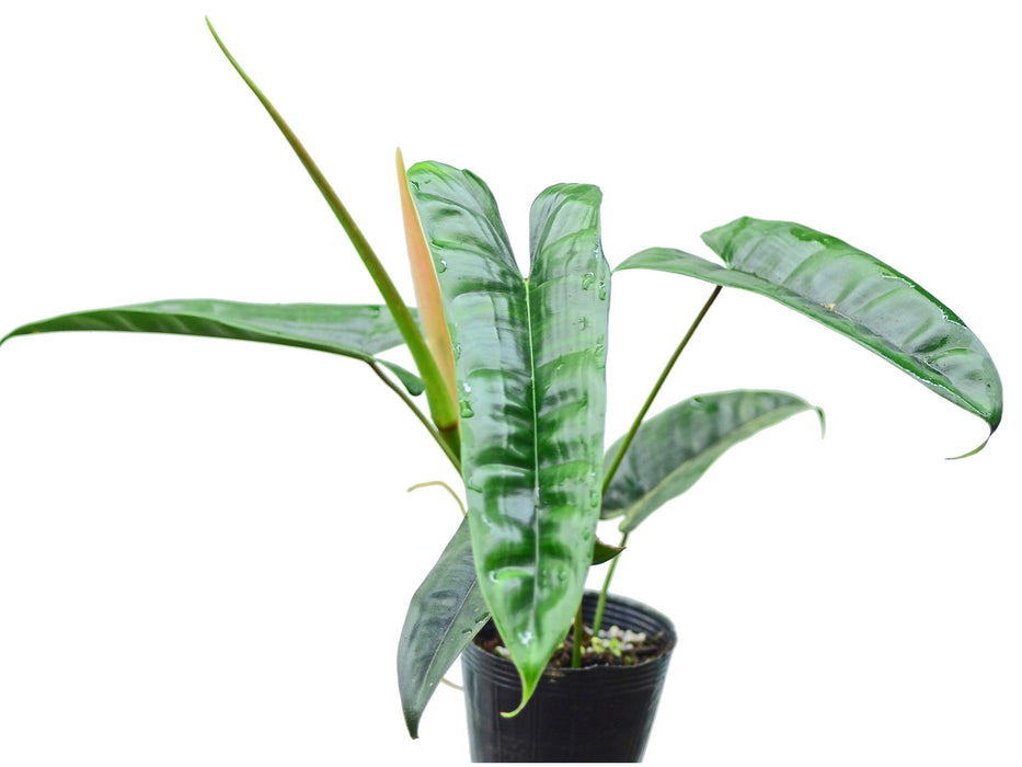 philodendron felix care Philodendron Felix (seedling) — Ecuagenera USA Corp