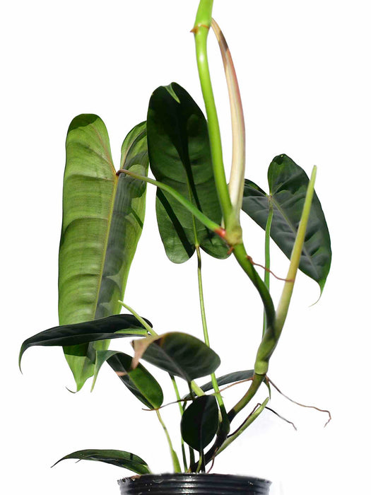 philodendron felix care Philodendron Felix (seedling) — Ecuagenera USA Corp
