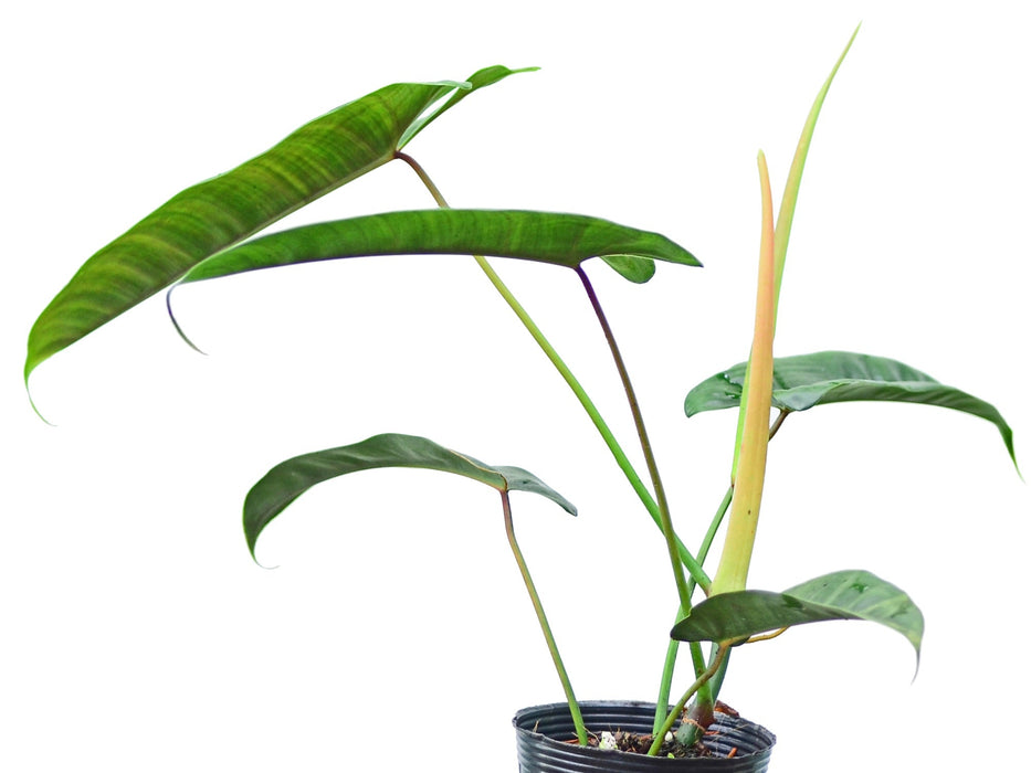philodendron felix care Philodendron Felix (seedling) — Ecuagenera USA Corp