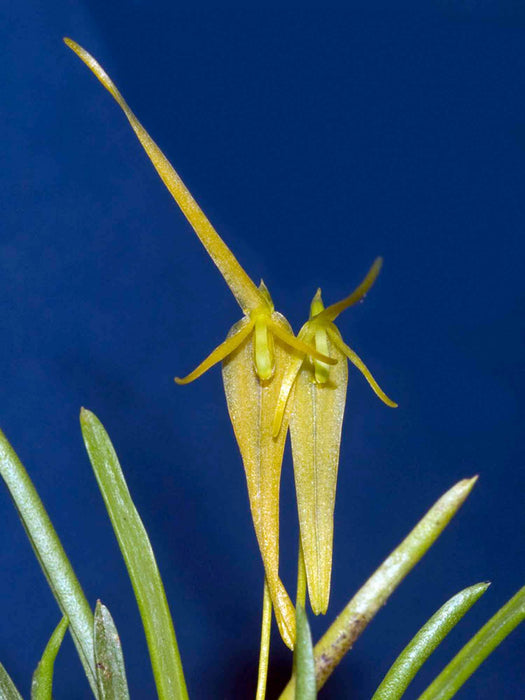 Barbosella cucullata f. xanthina