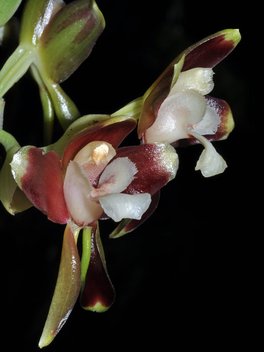 Batemannia colleyi