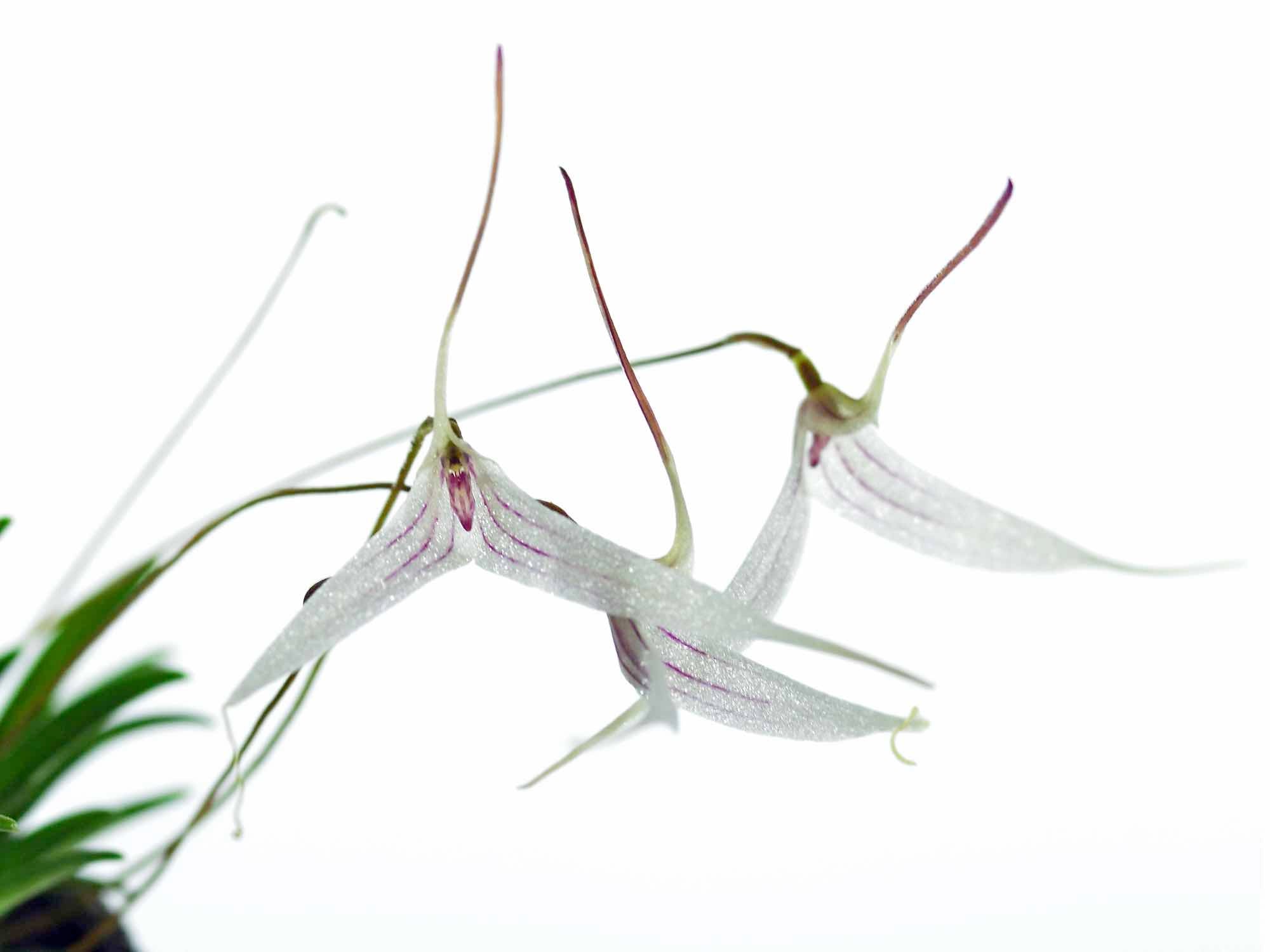 Trisetella hoeijeri — Ecuagenera USA Corp