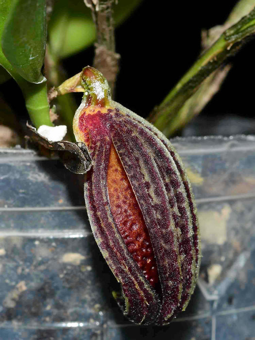 Zootrophion dayanum 'Gigi'