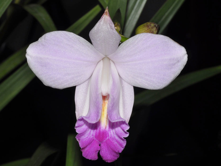 Arundina graminifolia