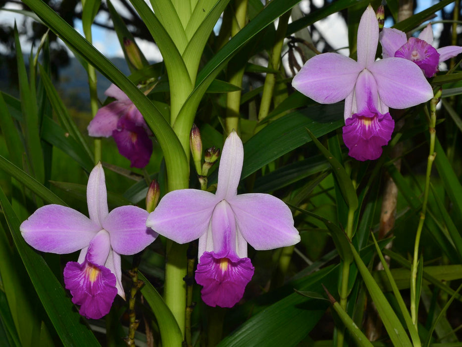 Arundina graminifolia