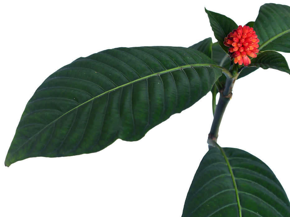 Palicourea paulina