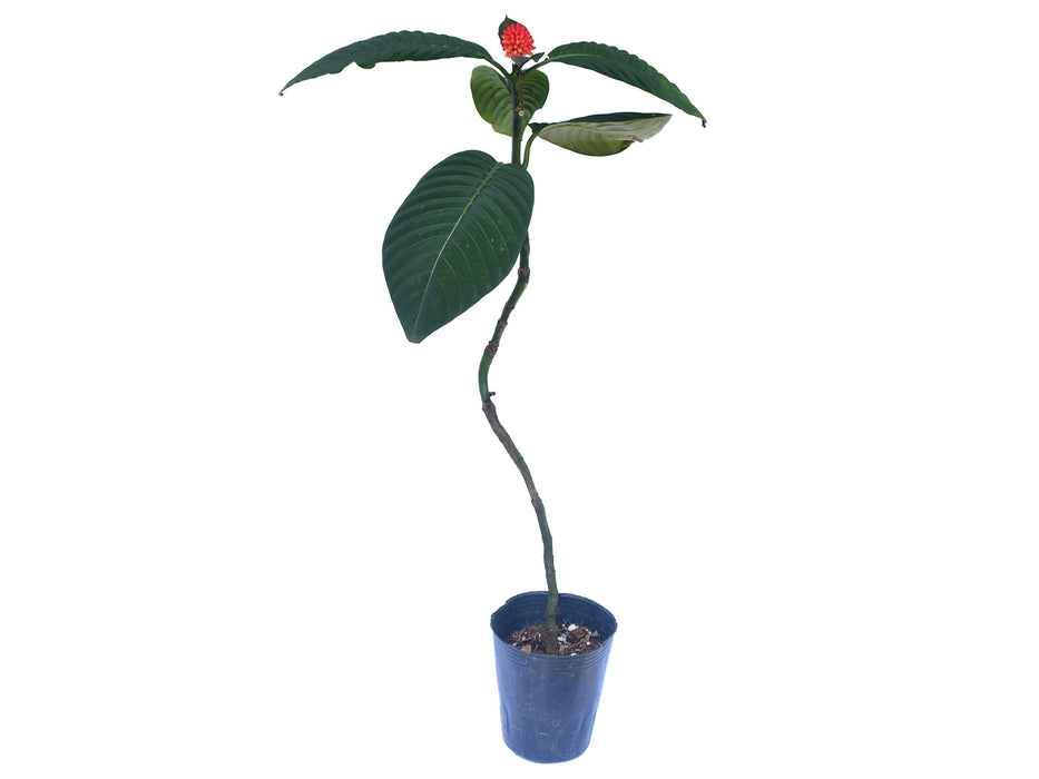 Palicourea paulina