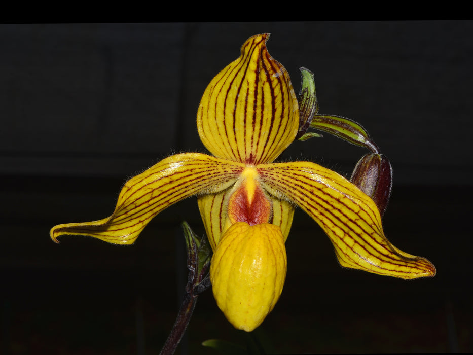 Paphiopedilum Dollgoldi