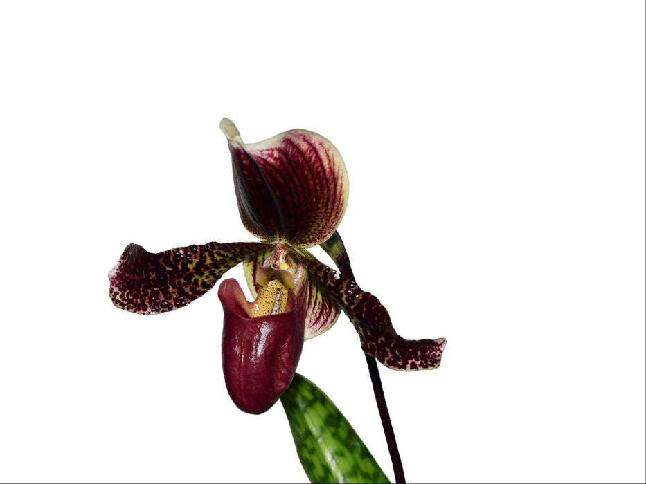 Paphiopedilum Condor