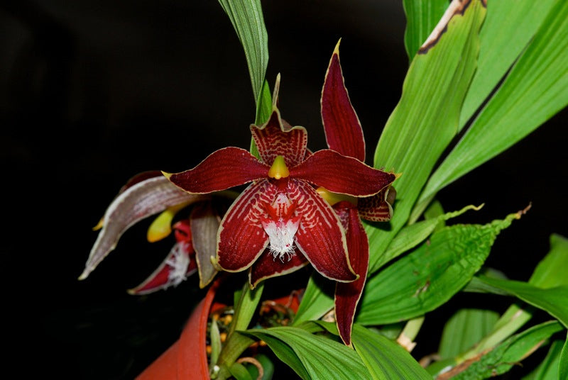 Paphinia cristata