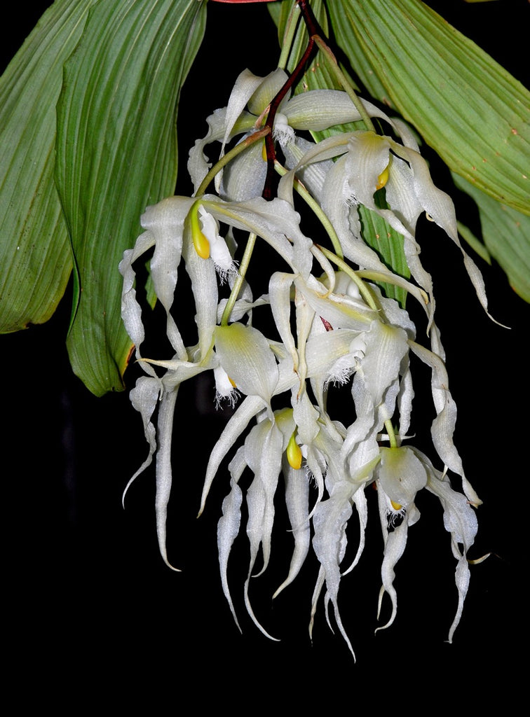 Paphinia herrerae alba