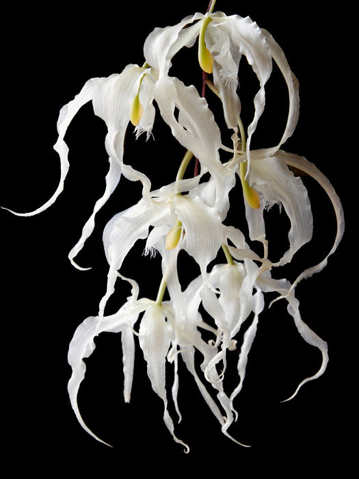 Paphinia herrerae alba