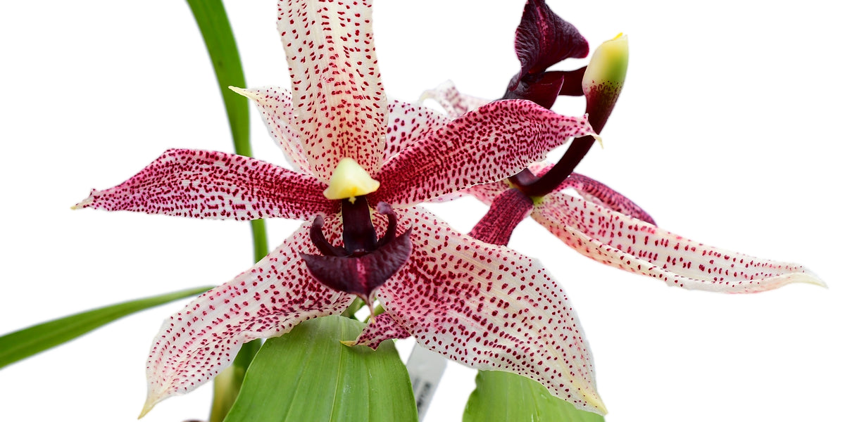 Paphinopea Charles Mans — Ecuagenera USA Corp