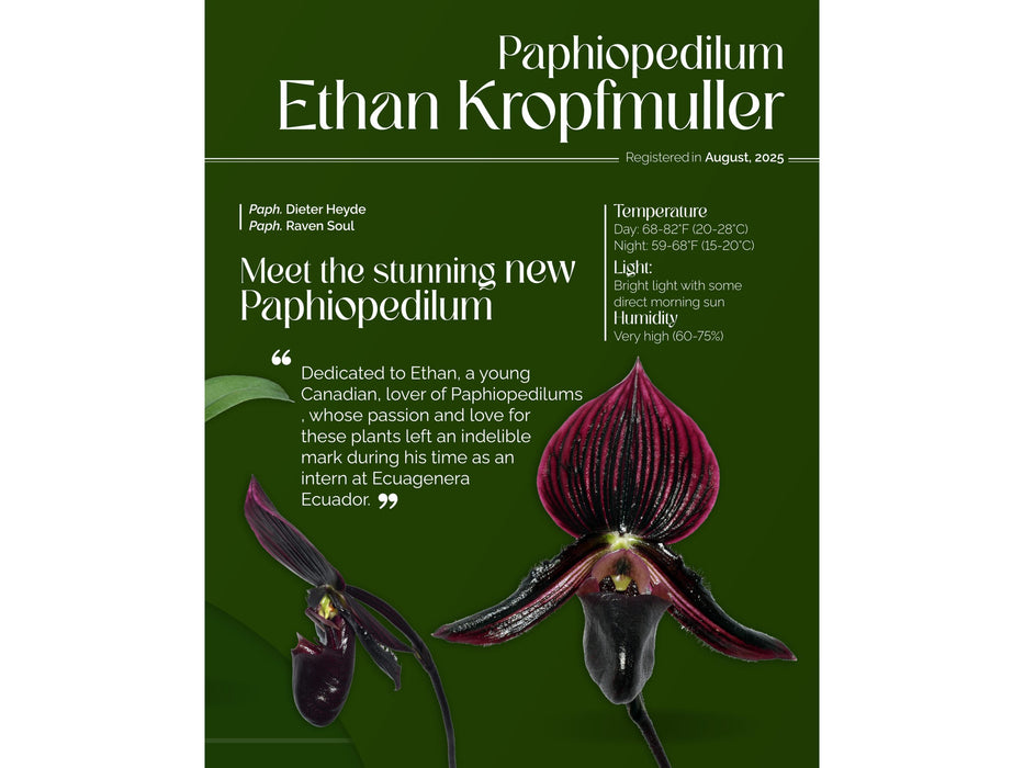 Paphiopedilum Ethan Kropfmuller