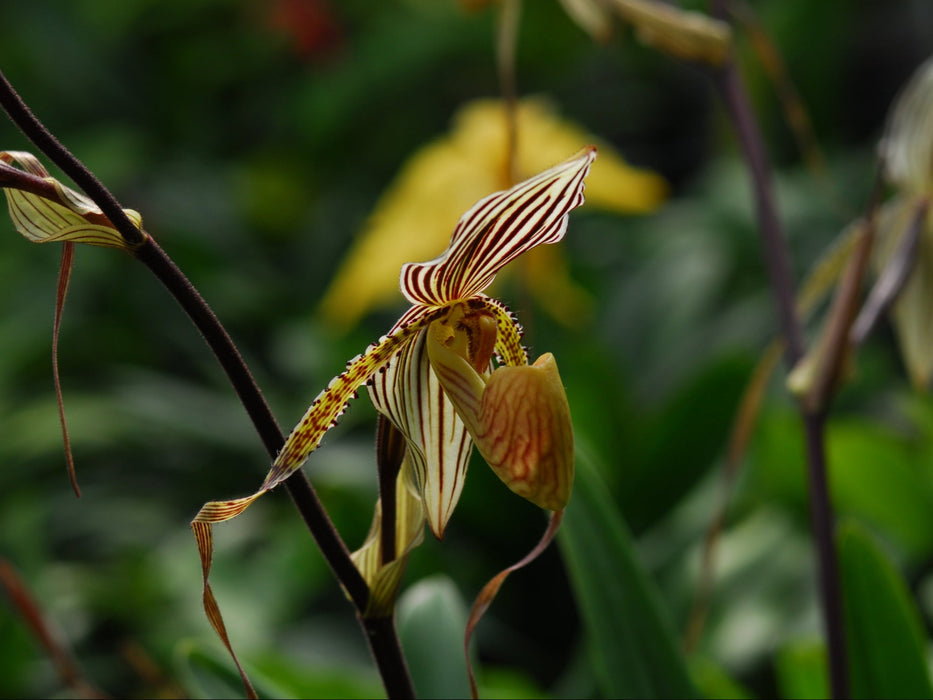 Paphiopedilum Saint Swithin