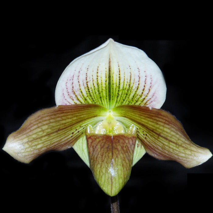 Paphiopedilum Yosemite Moon Ch# 1 x Paph St L C H x Especial Sp 16-1